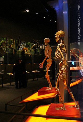 Interactive Exhibit American Museum Of Natural History Anne And